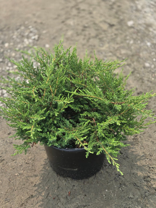 Alpine Carpet | Juniper