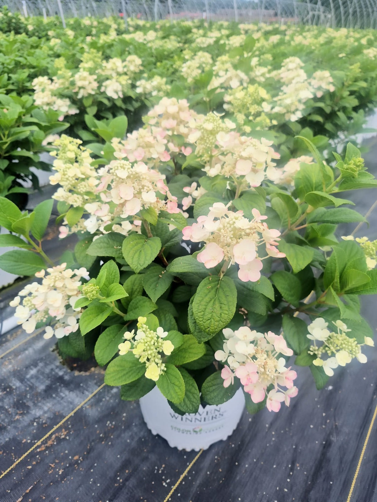 Little Quick Fire® | Panical Hydrangea