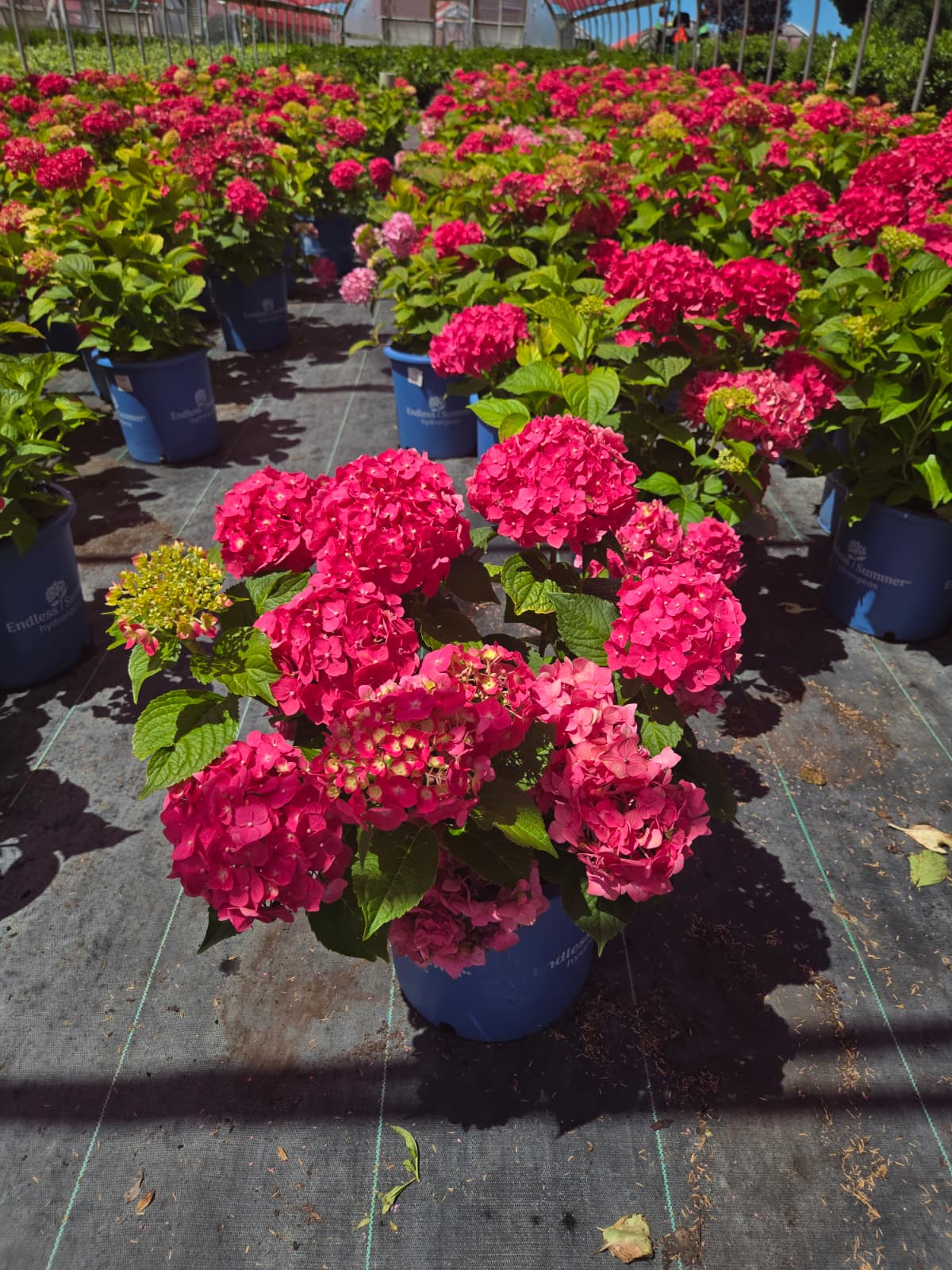 Endless Summer® Summer Crush | Mophead Hydrangea