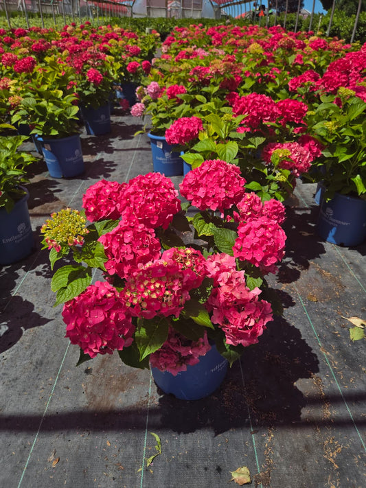 Endless Summer® Summer Crush Mophead Hydrangea (Hydrangea m 'E.s.summer Crush')