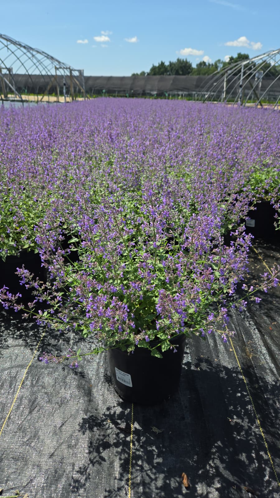 Junior Walker | Catmint