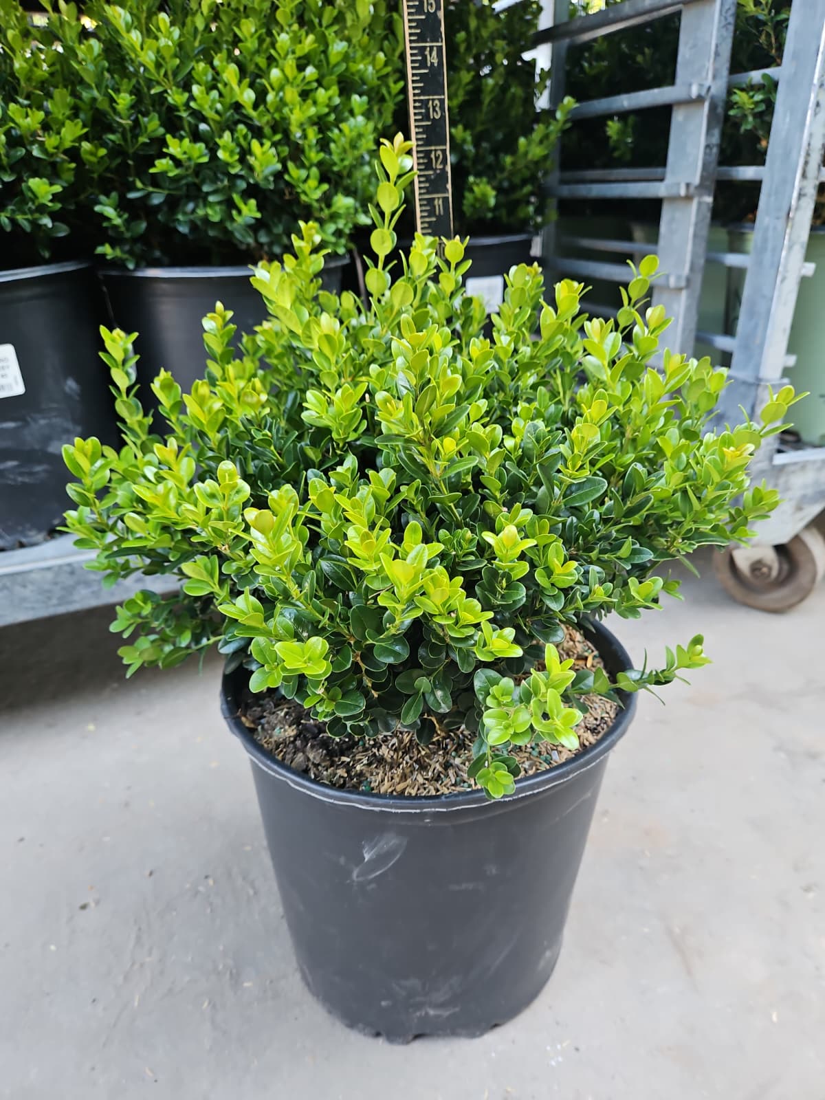 Little Missy | Boxwood