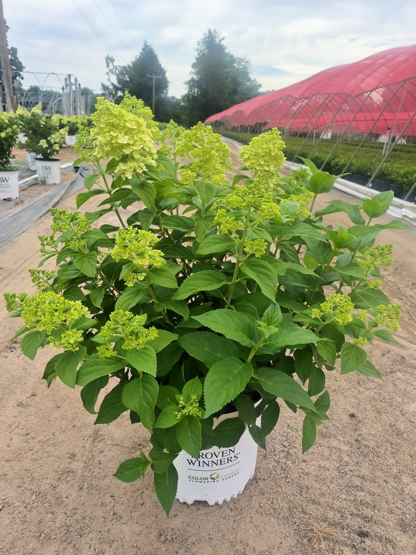 Limelight | Panical Hydrangea