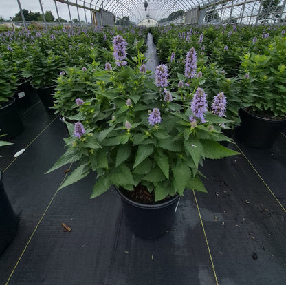 Blue Fortune | Hyssop