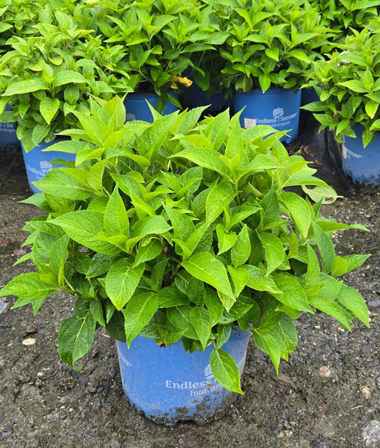 Endless Summer® | Mophead Hydrangea