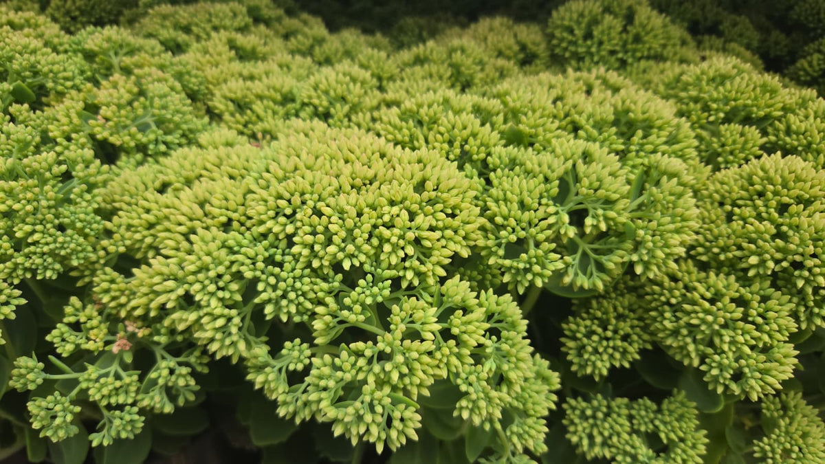 Autumn Joy | Sedum