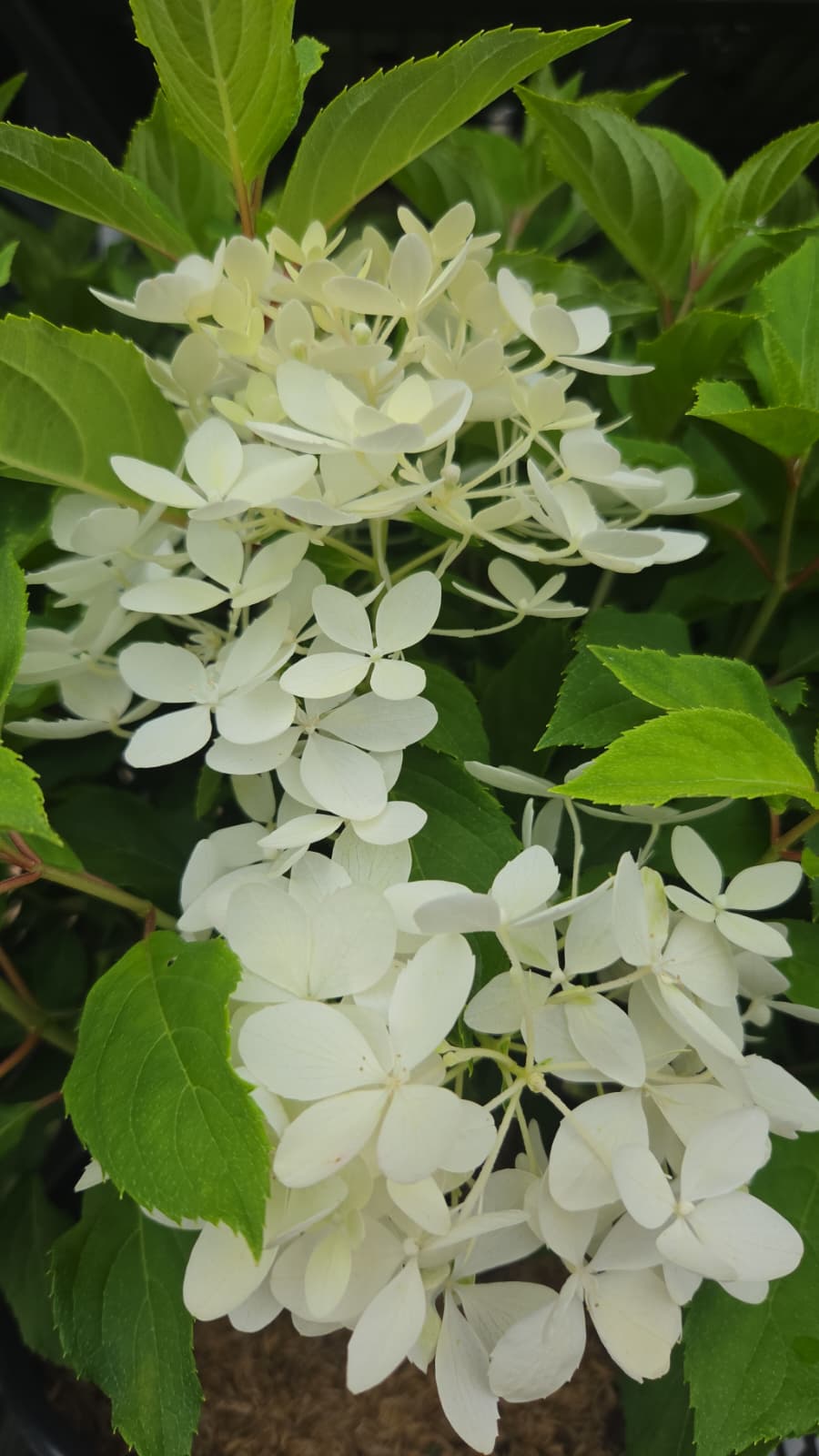 Puffer Fish® | Panical Hydrangea