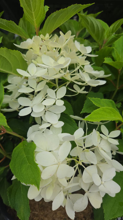 Puffer Fish® | Panical Hydrangea