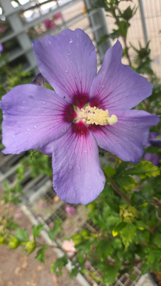 Azurri Blue Satin | Rose of Sharon