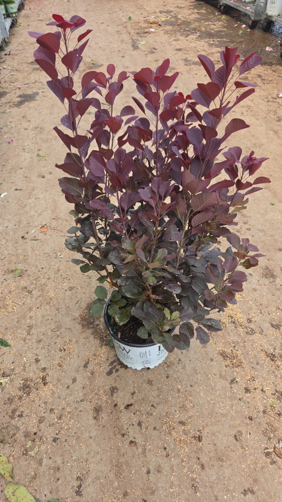 Winecraft Black® | Smokebush