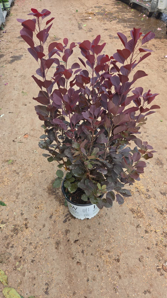 Winecraft Black® | Smokebush