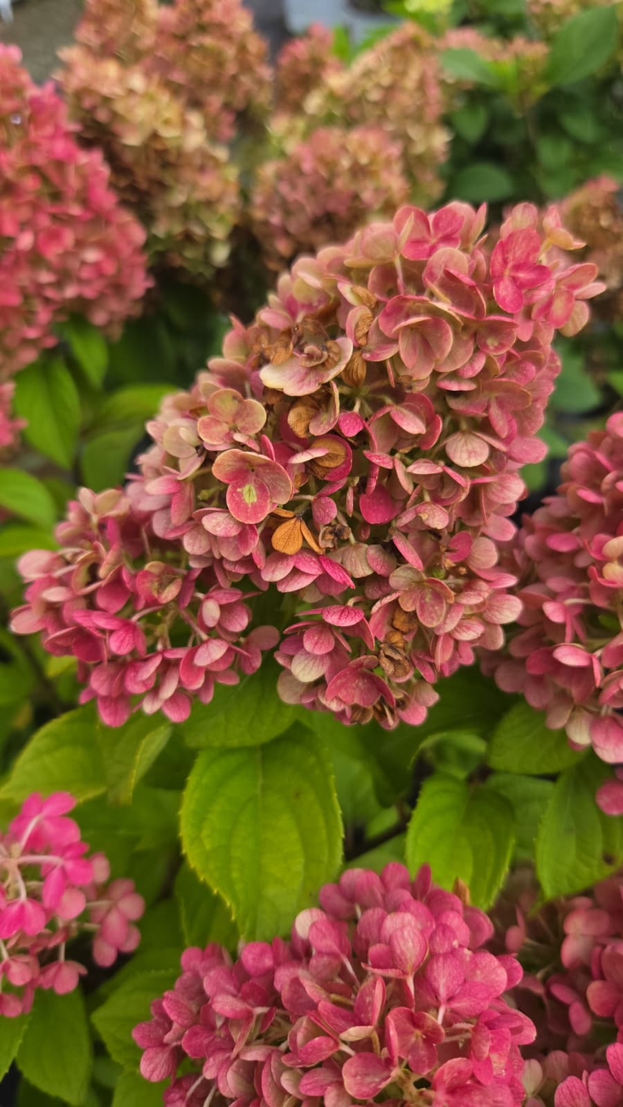 Little Lime Punch® | Panical Hydrangea