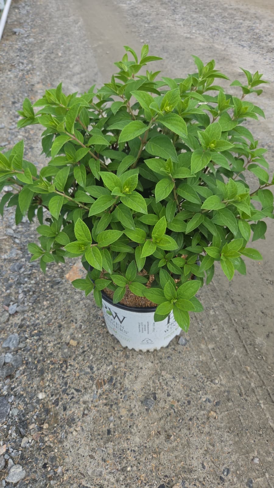 Bobo® | Panical Hydrangea