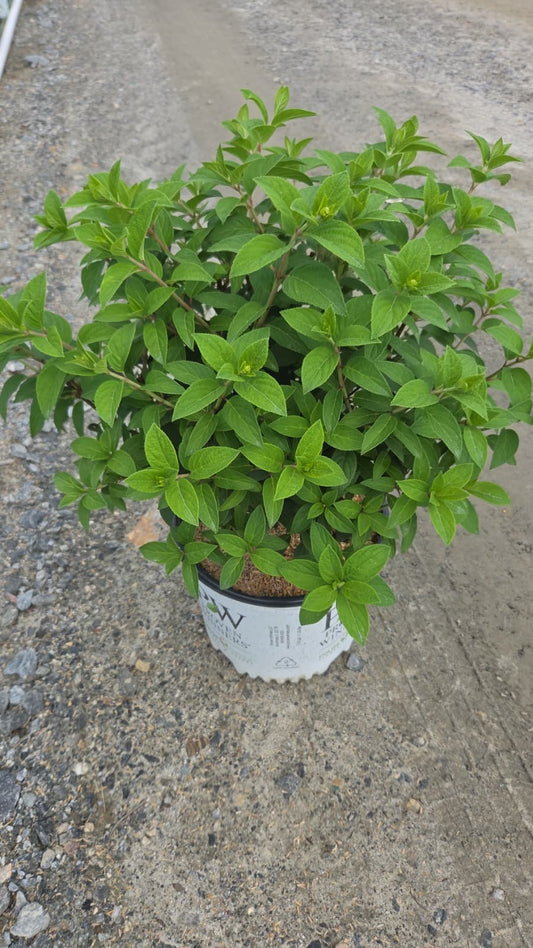 Bobo® | Panical Hydrangea