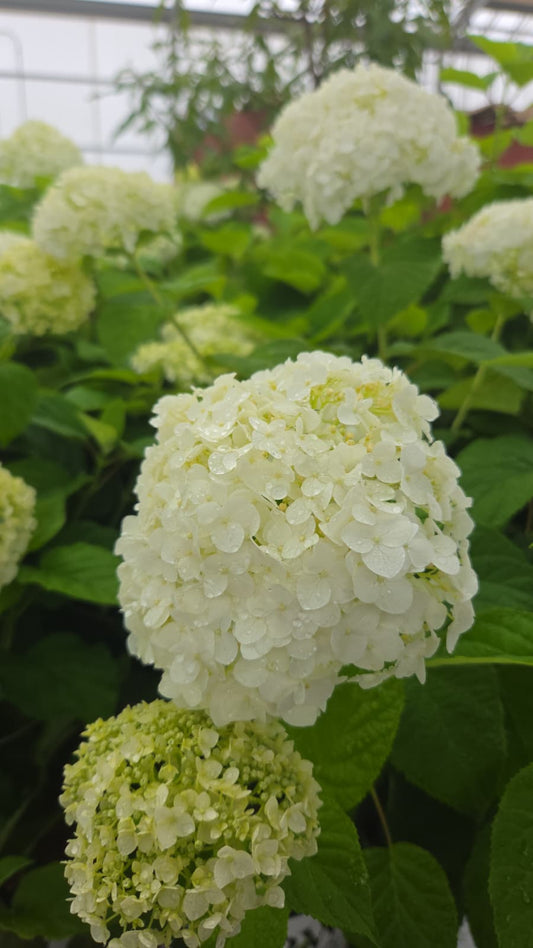 Incrediball® | Smooth Hydrangea