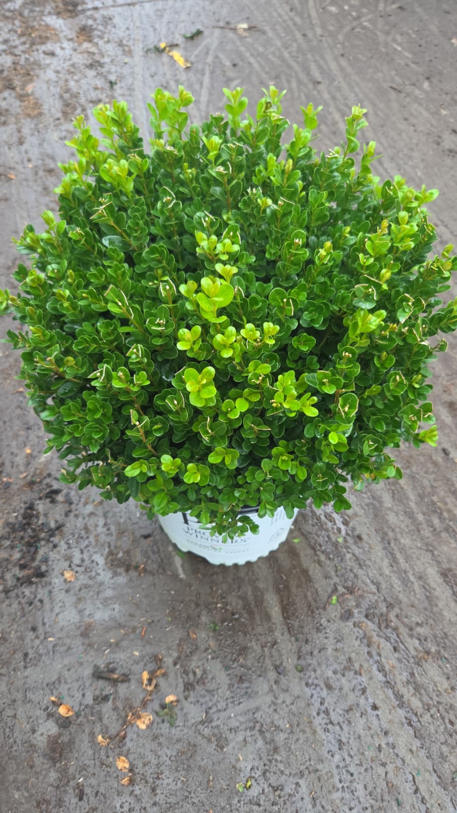 Sprinter Boxwood (Buxus micro. 'Sprinter')