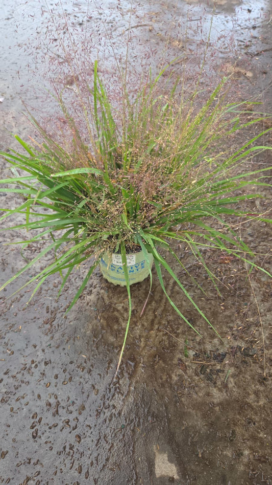 Purple Love Grass