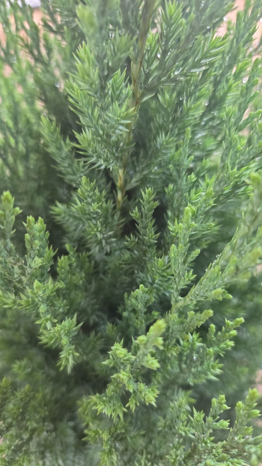 Blue Point Juniper (Juniperus chinensis 'Blue Point')