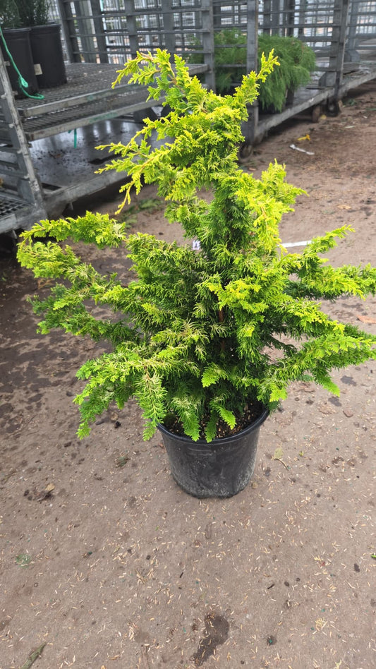 Fernspray Gold False Cypress (Chamaecyparis obtusa 'Fernspray Gold')