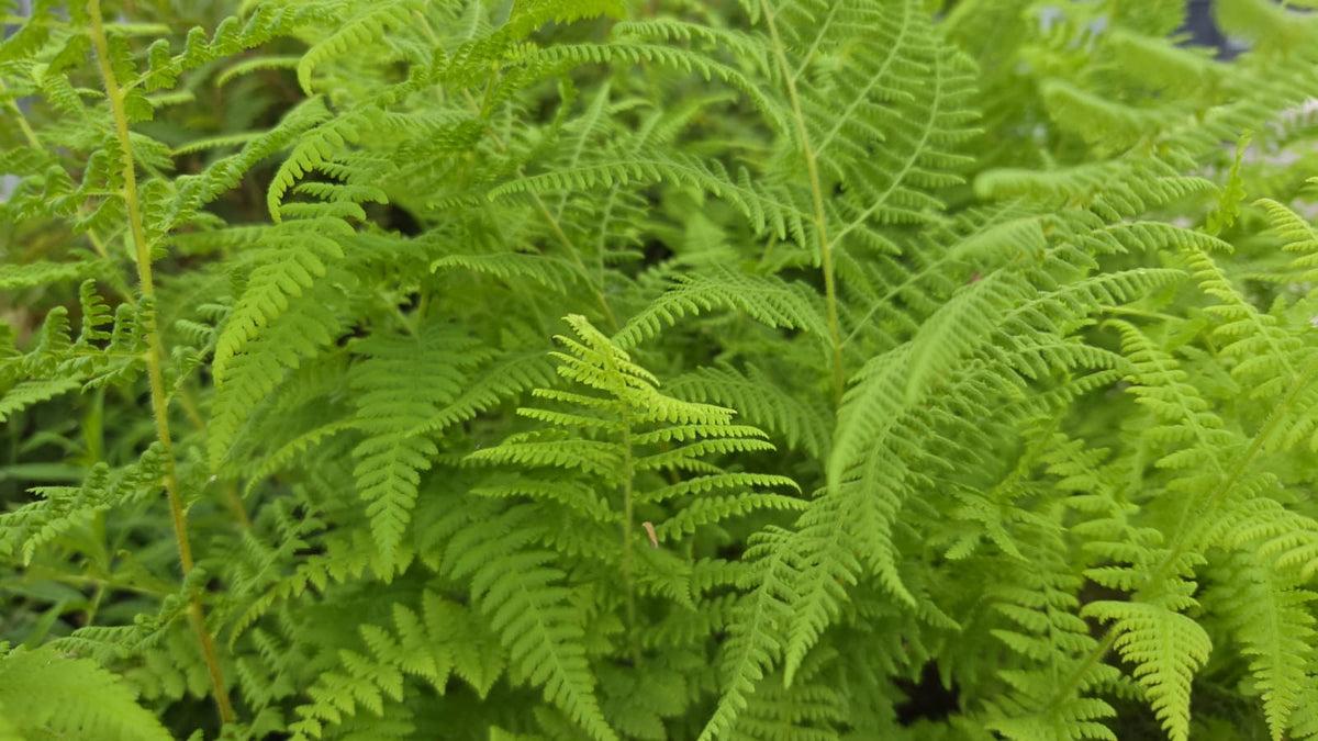 Hay-Scented Fern (Dennstaedtia punctilobula)