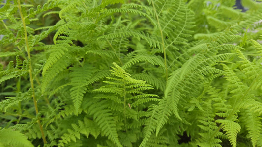 Hay-Scented Fern (Dennstaedtia punctilobula)