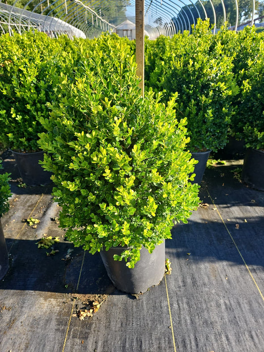 Cranberry Creek Boxwood (Buxus 'Cranberry Creek')