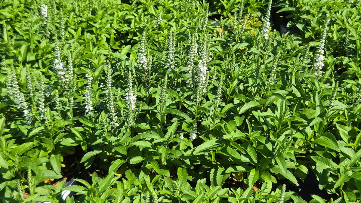 White Wands Speedwell (Veronica ms 'White Wands')