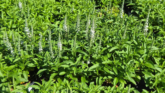 White Wands Speedwell (Veronica ms 'White Wands')