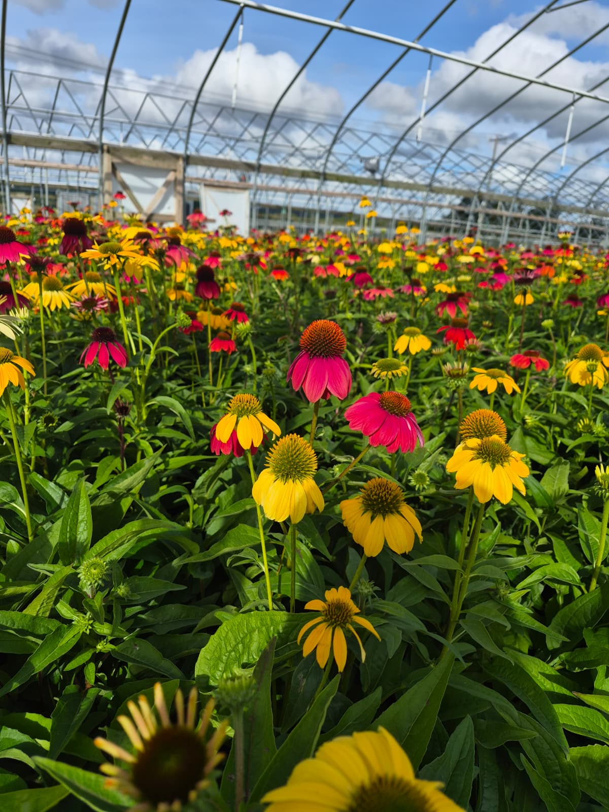 Cheyenne Spirit Coneflower (Echinacea 'Cheyenne Spirit')