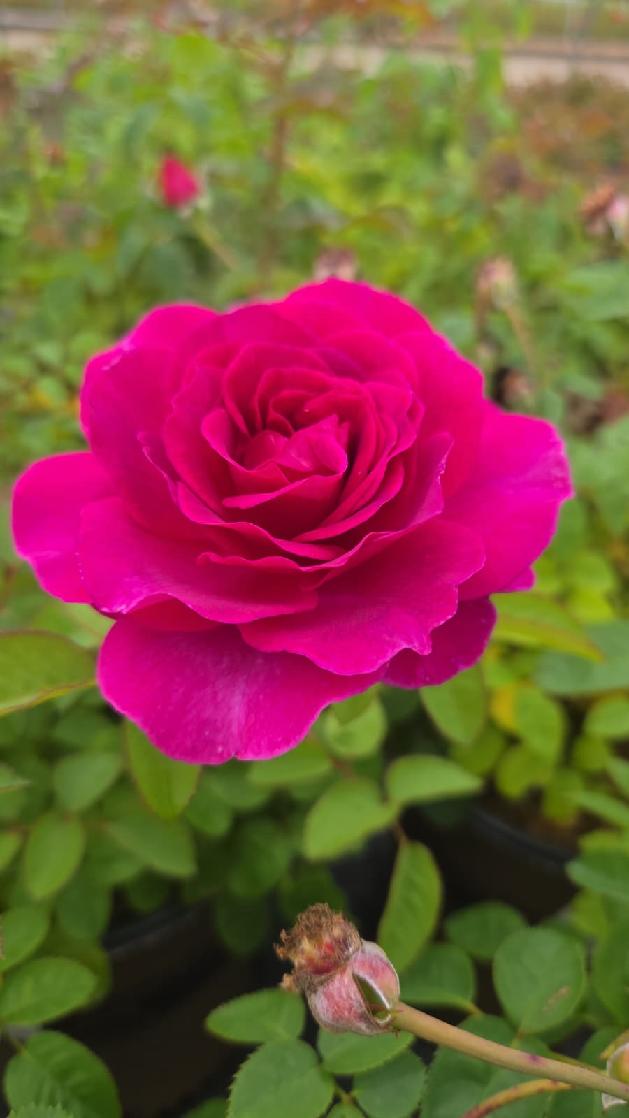 Showpiece™ Berry Rose Shrub Rose (Rosa showpiece 'Berry')