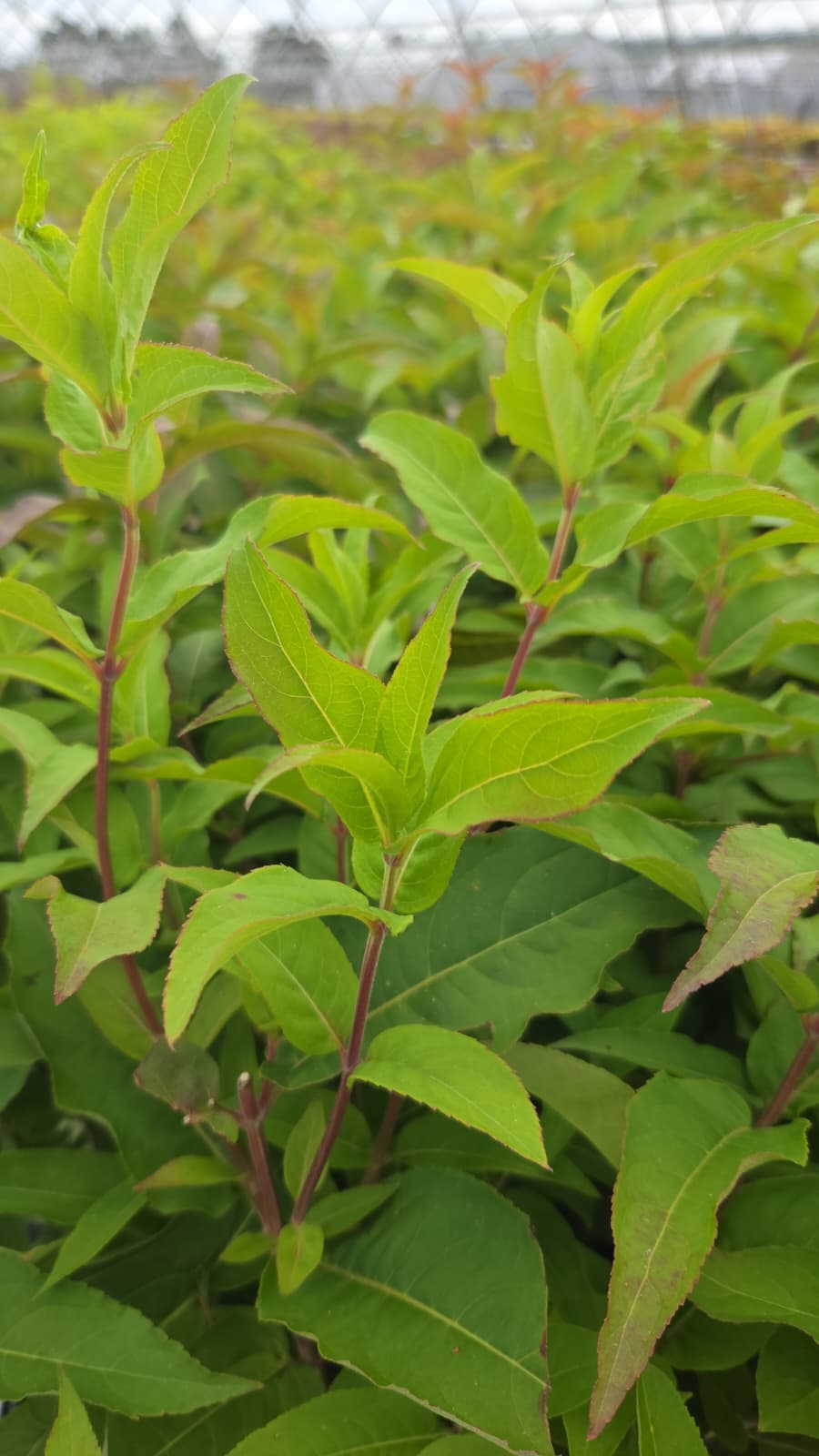Bush Honeysuckle - photo 2