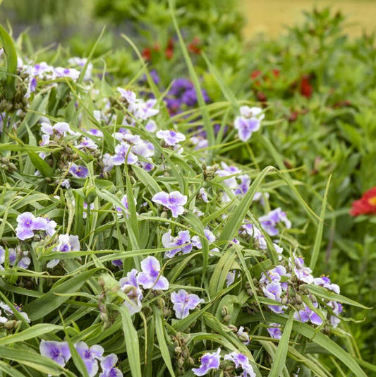 Webmaster | Spiderwort