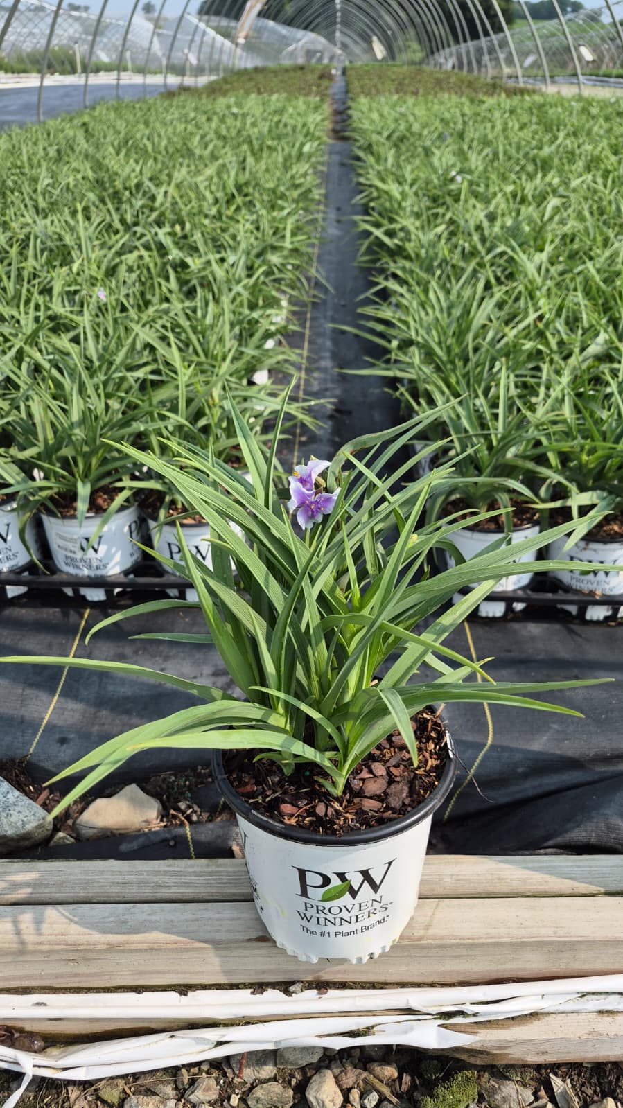 Webmaster | Spiderwort