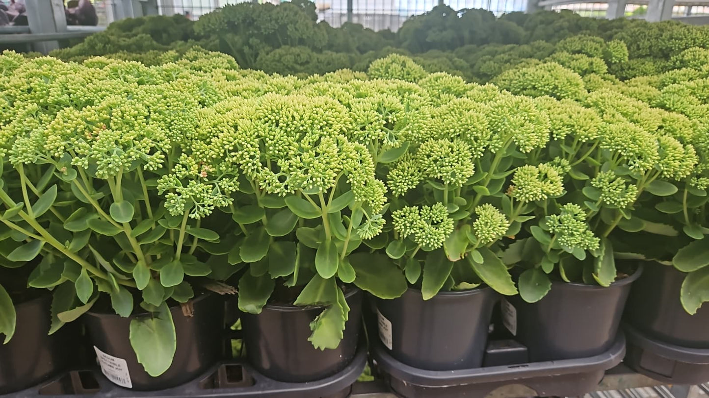 Autumn Joy | Sedum