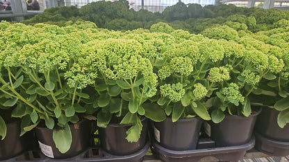Autumn Joy | Sedum