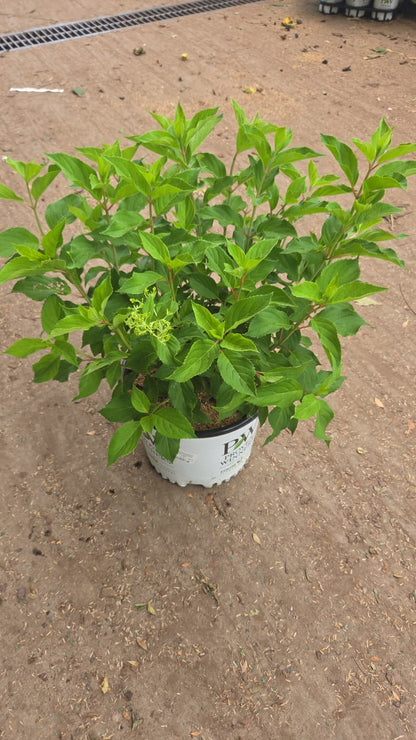 Puffer Fish® | Panical Hydrangea