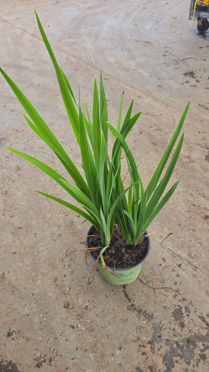 Blue Flag Iris