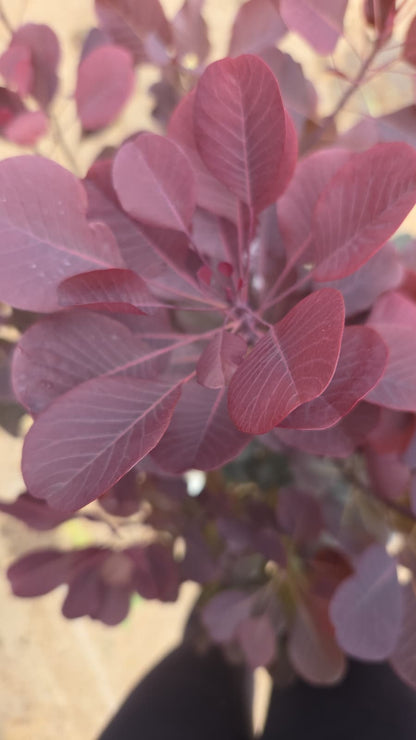 Winecraft Black® | Smokebush