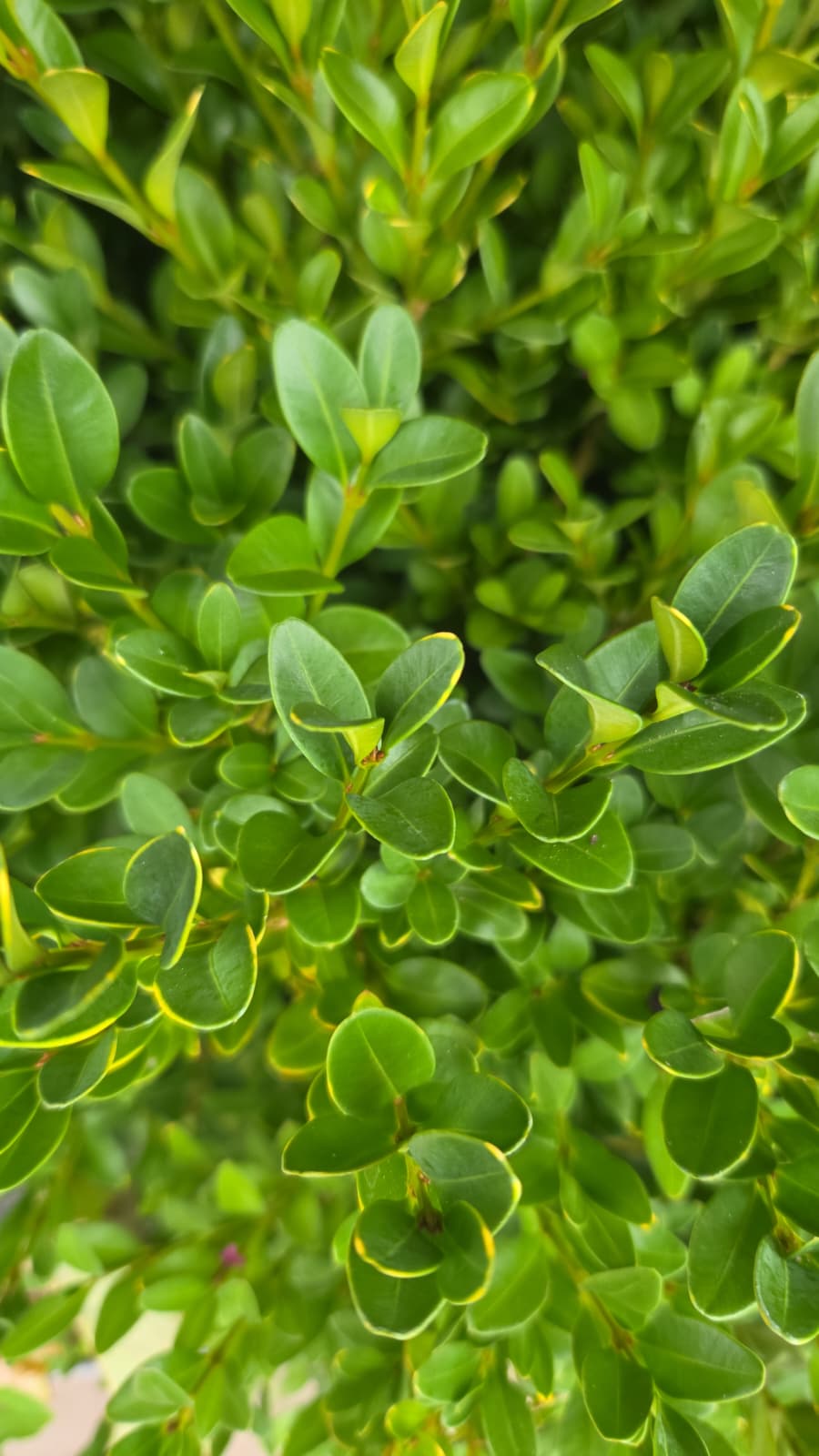 Green Velvet Boxwood - photo 2