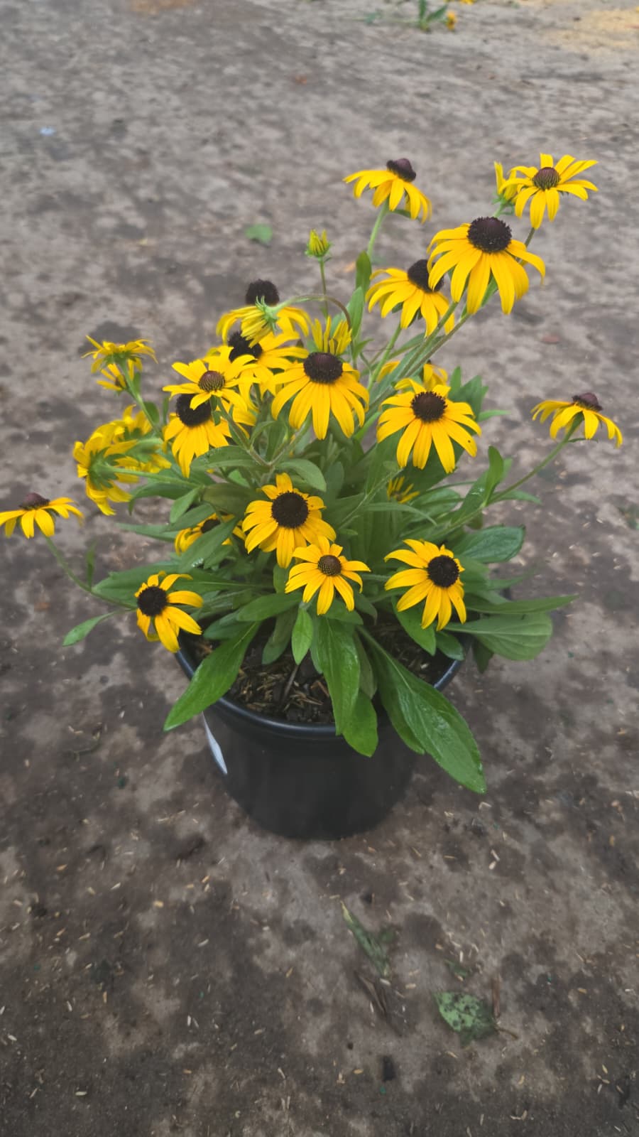 American Gold Rush | Black-Eyed Susan