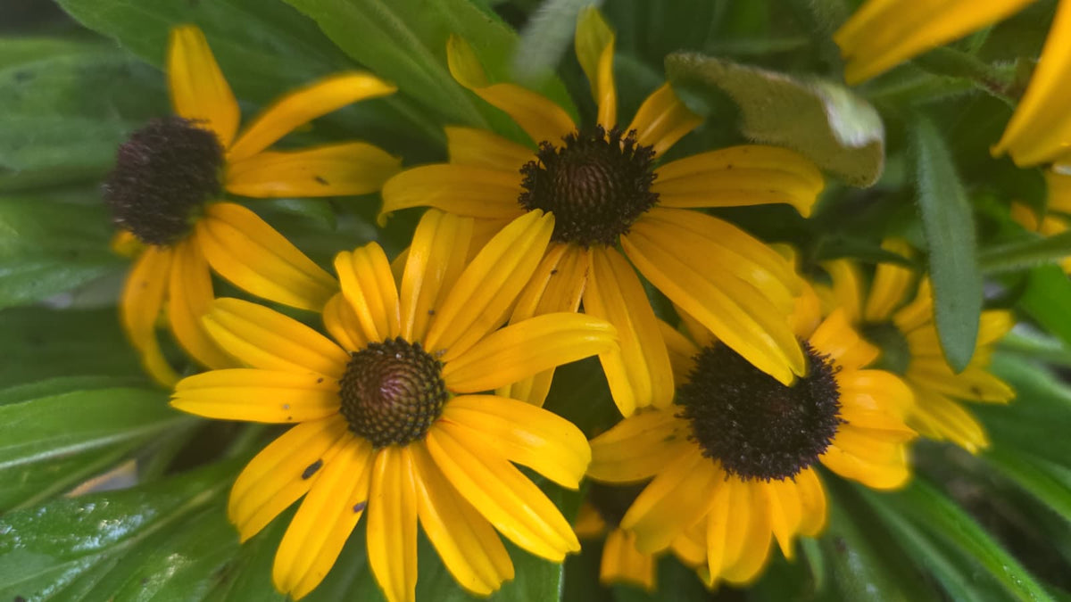 American Gold Rush | Black-Eyed Susan