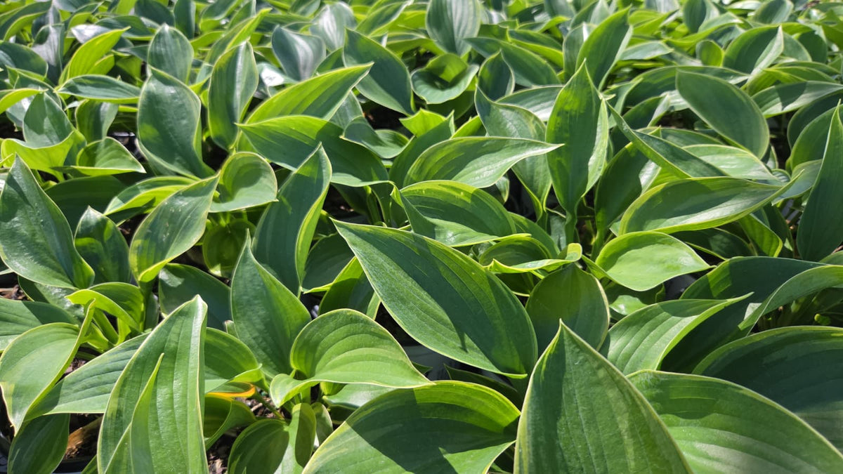 Shadowland® Wu-La-La Hosta (Hosta shadowland 'Wu-la-la')