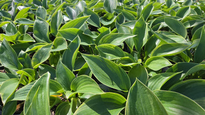 Shadowland® Wu-La-La Hosta (Hosta shadowland 'Wu-la-la')