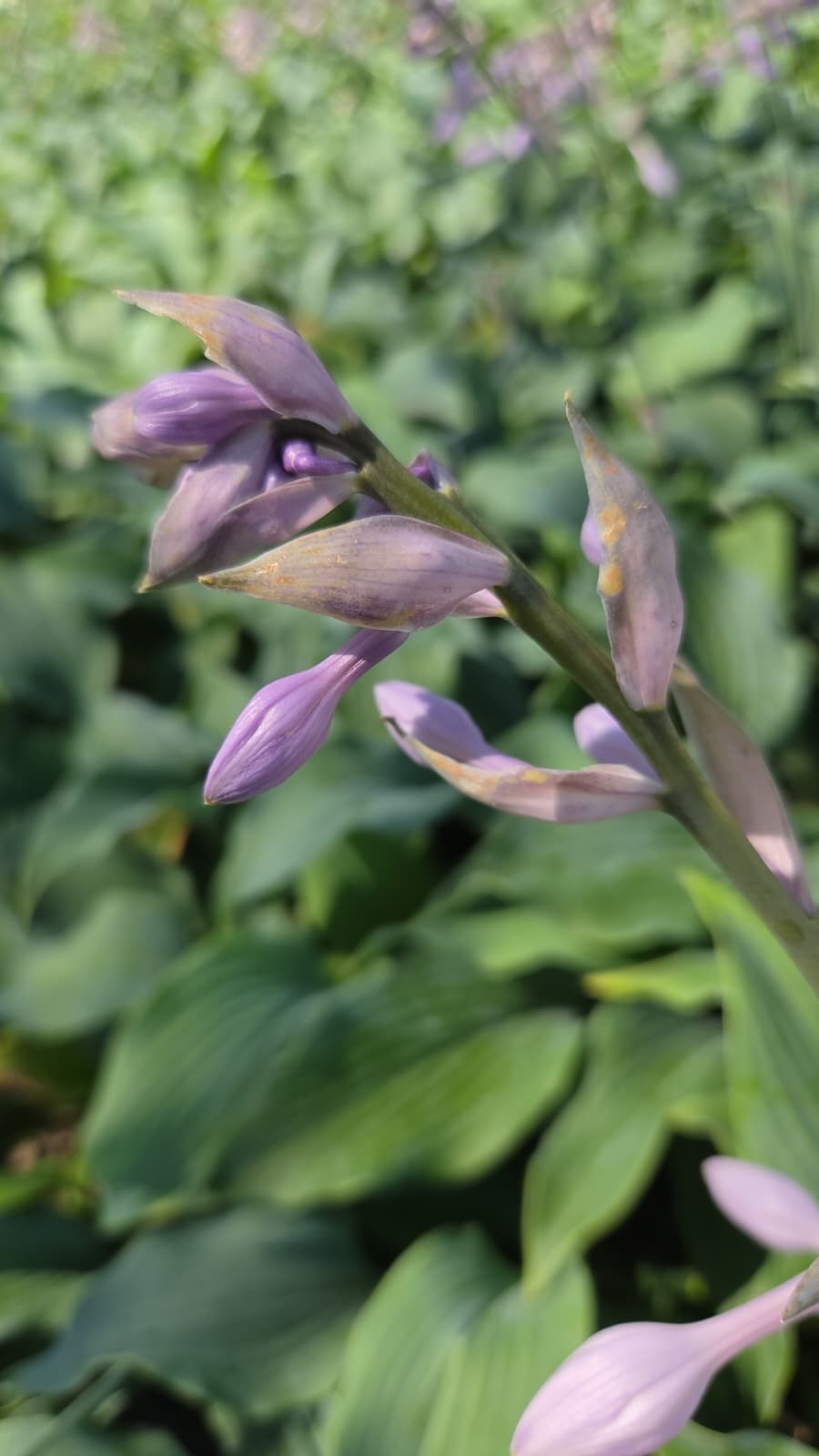 Shadowland® Diamond Lake Hosta - photo 2
