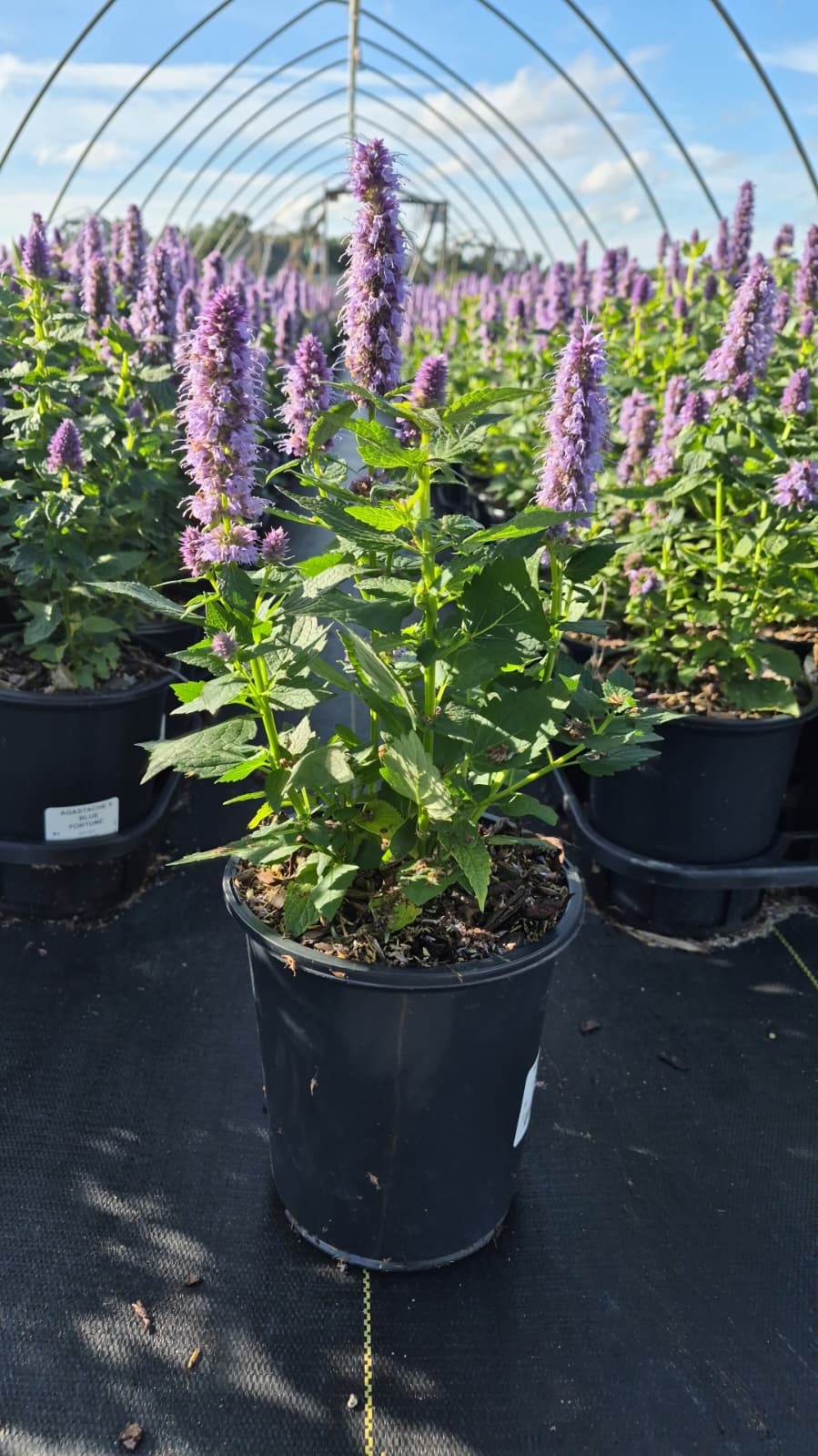 Blue Fortune Hyssop - photo 3