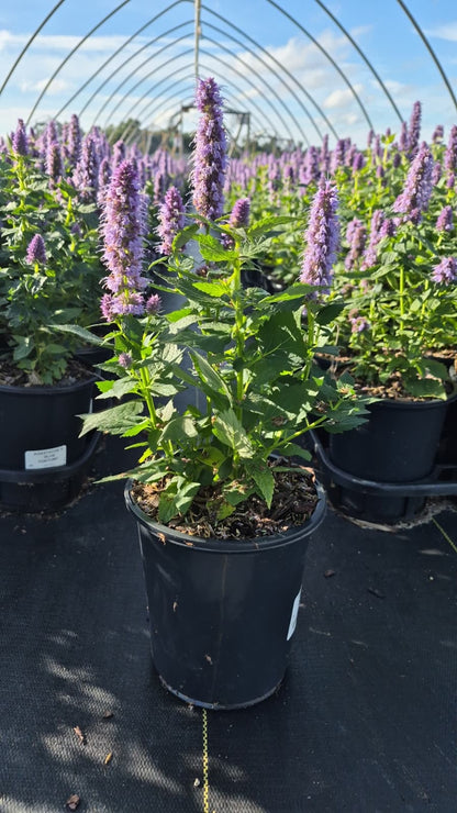 Blue Fortune Hyssop - photo 3