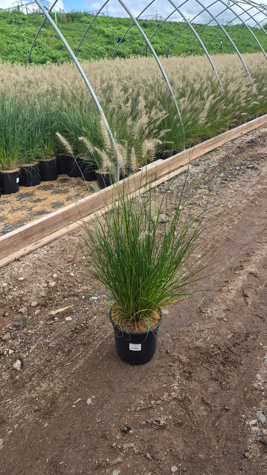 Hameln Fountain Grass - photo 2