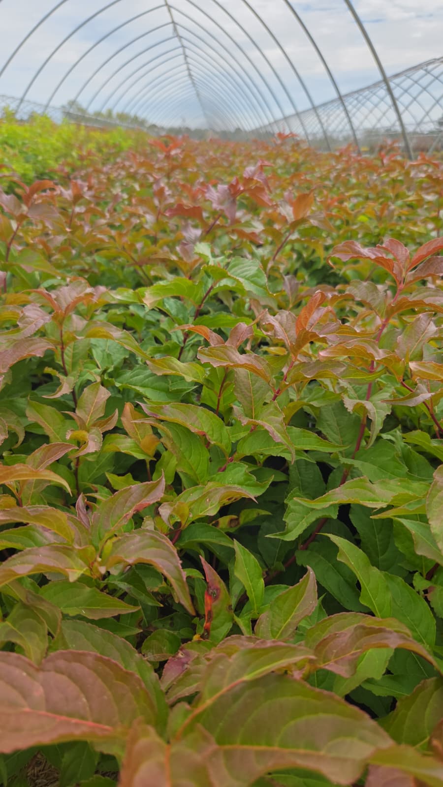 Bush Honeysuckle (Diervilla lonicera)
