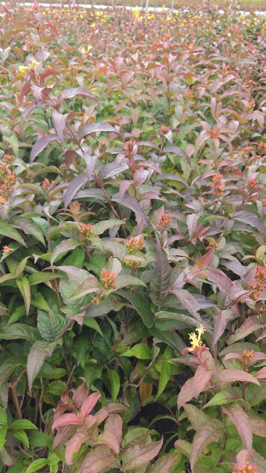 Ru-Bee Wren Bush Honeysuckle (Diervilla rivularis 'Ru-bee Wren')