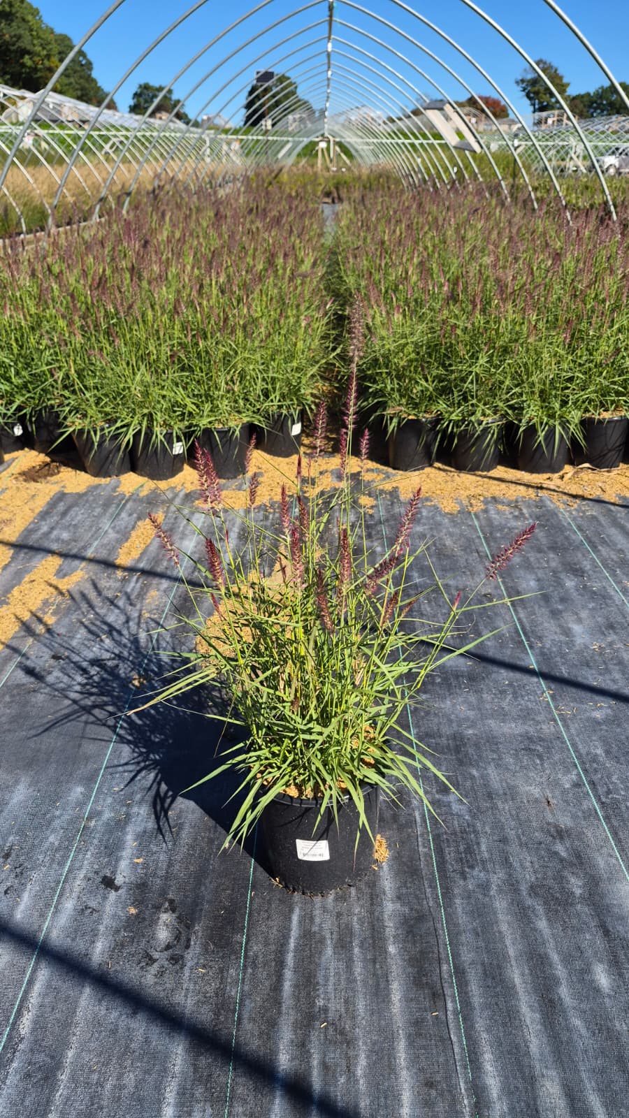 Karley Rose Fountain Grass - photo 3